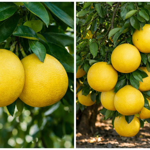 Pummelo - Valentine Hybrid (Citrus Maxima Pomelo)