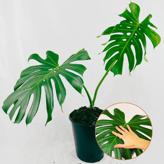 media tanam monstera deliciosa Monstera Deliciosa – Noboa Tropicals