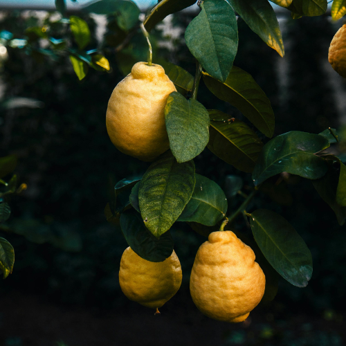 Ponderosa Lemon (Citrus × pyriformis)