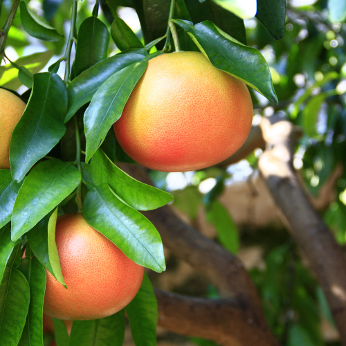 Star Ruby Grapefruit (Citrus x paradisi 'Start Ruby')