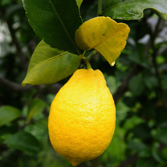 Eureka Lemon Plant (Citrus Limon x 'Eureka')