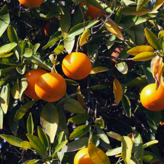 Tangerine 'Fairchild' Plant (Citrus reticulata)