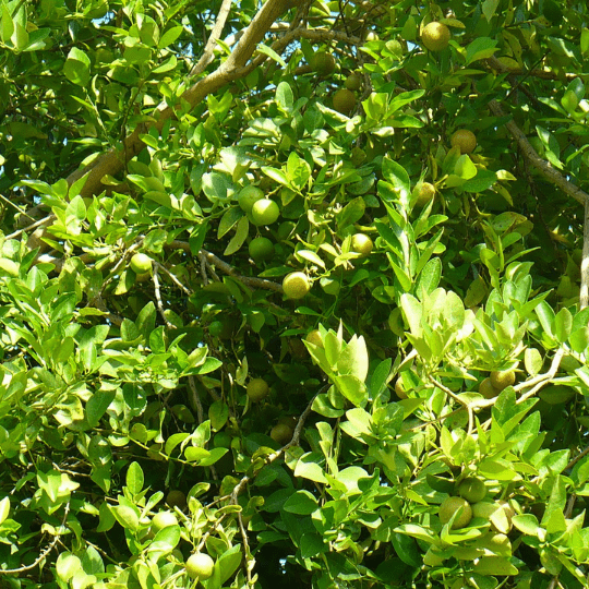Key Lime Plant (Citrus Aurantifolia)