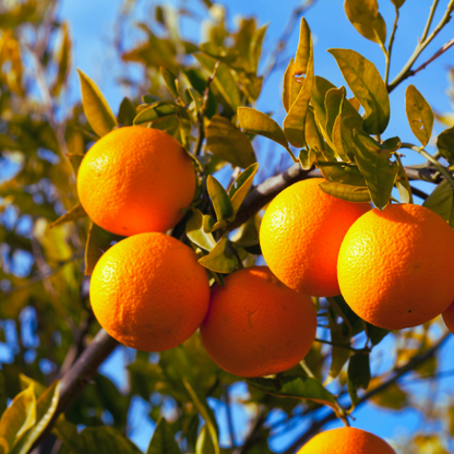 Valencia Orange (Citrus Sinensis x Valencia)
