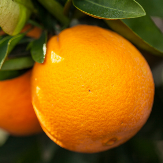 Washington Orange (Citrus Sinensis x Washington)