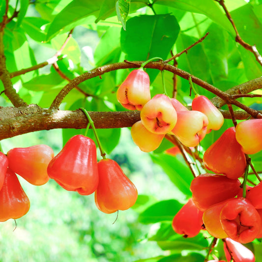 Water Apple Fruit Tree: Nature's Refreshing Gift