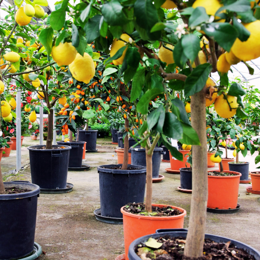 How to Assess Your Plant's Seasonal Readiness (Spring)