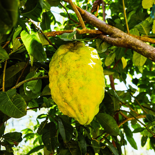The 5 Easiest Tropical Fruits to Grow at Home