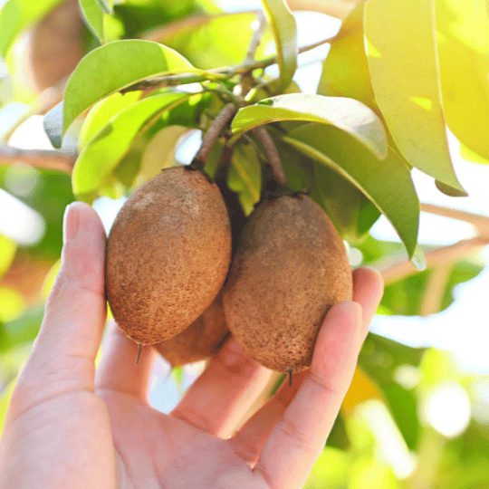 Growing Sapodilla Trees in Canada