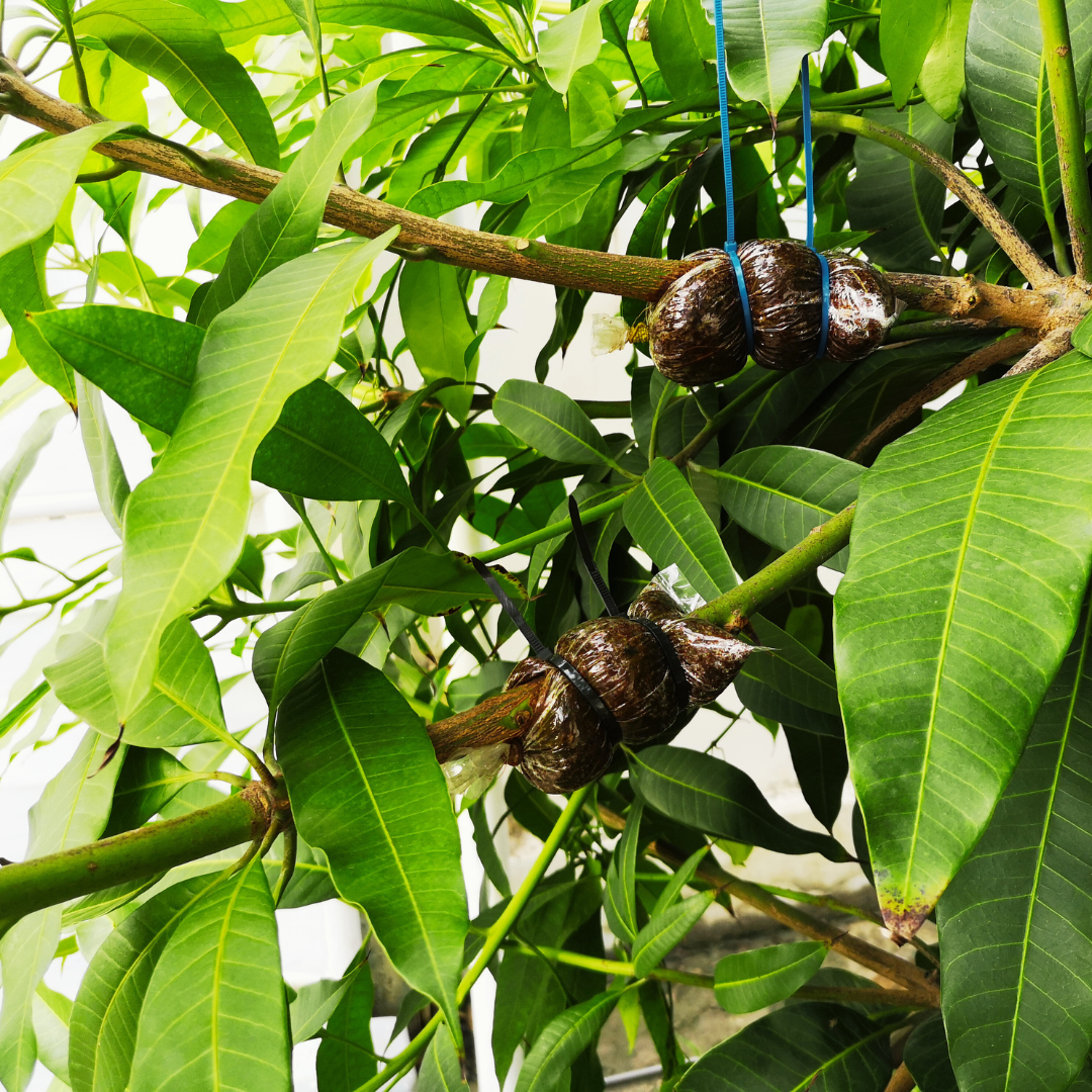 Tropical Fruit Tree Propagation: The Air-Layering Technique