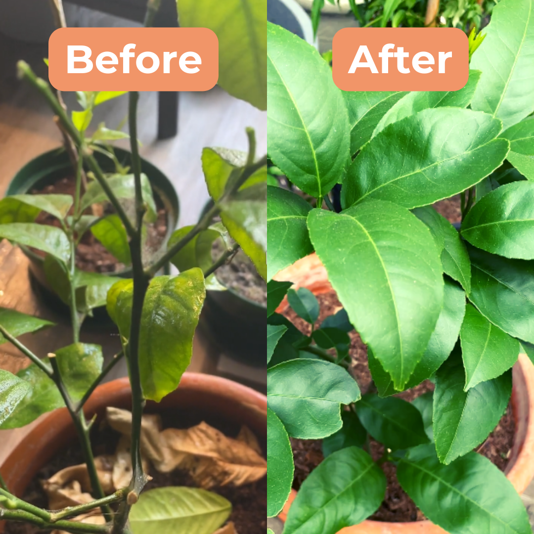 Trimming Citrus Plants in Containers