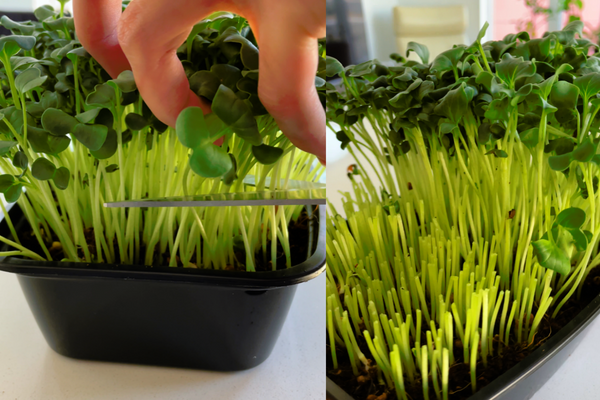 Growing Microgreens with Coco Coir