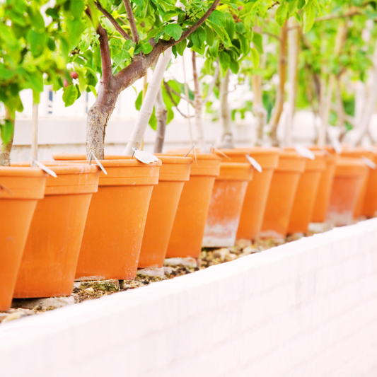 How to Successfully Transition Tropical Fruit Trees Outdoors
