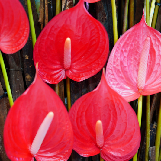 How to Grow Anthurium Plants in Water (DIY Guide)