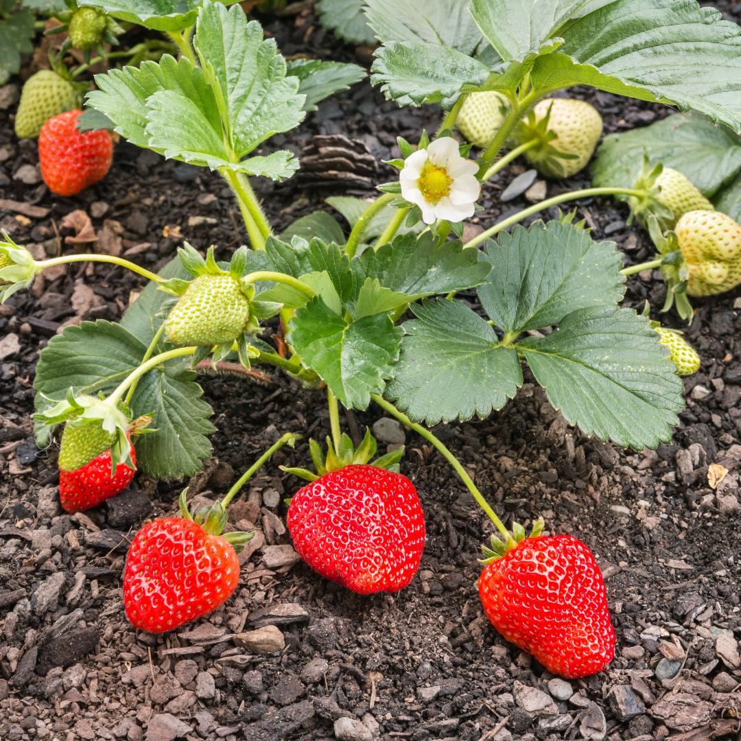 Germinating Strawberry Seeds in Paper Towel (Easy & Fast Results)