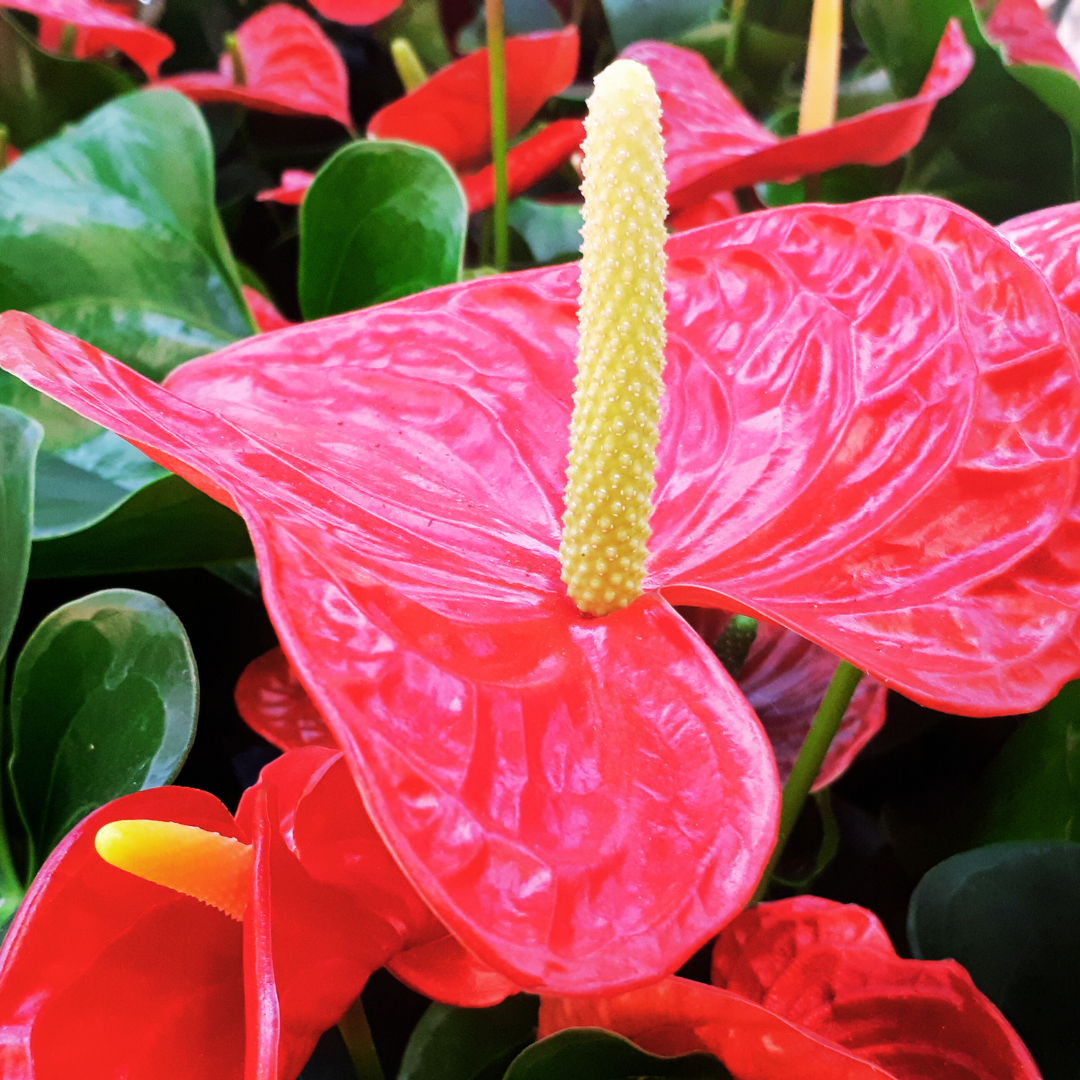 What Is The Best Fertilizer For Anthurium?