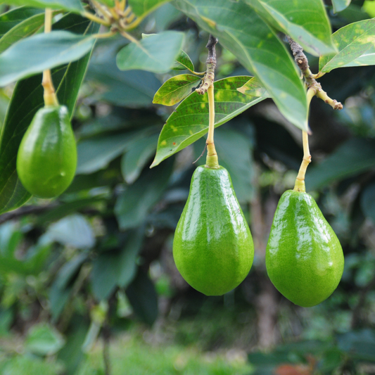 Best Fertilizer for Avocado Trees 🥑 for Maximum Fruit