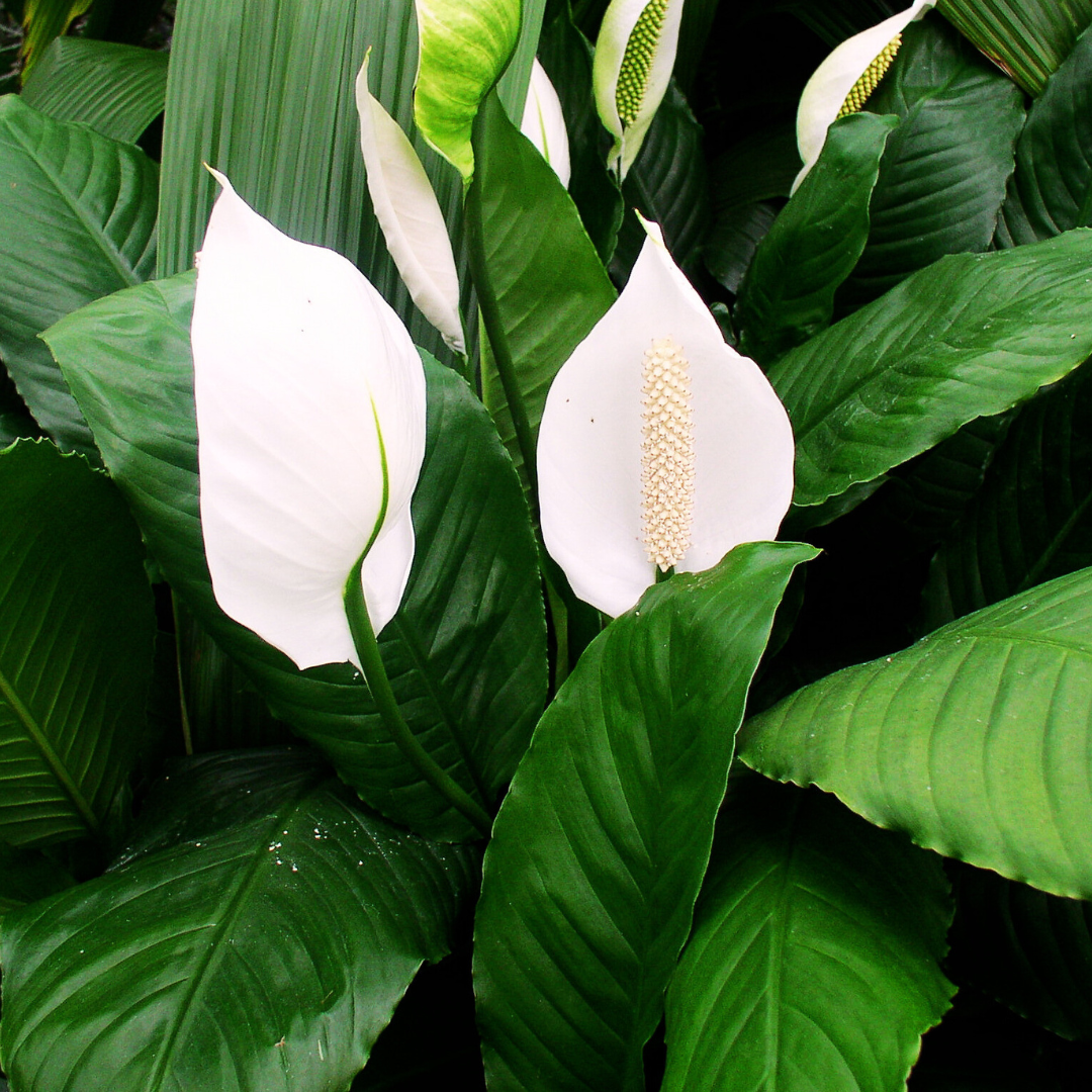 Get Rid Of Common Bugs On Indoor Peace Lily Plants