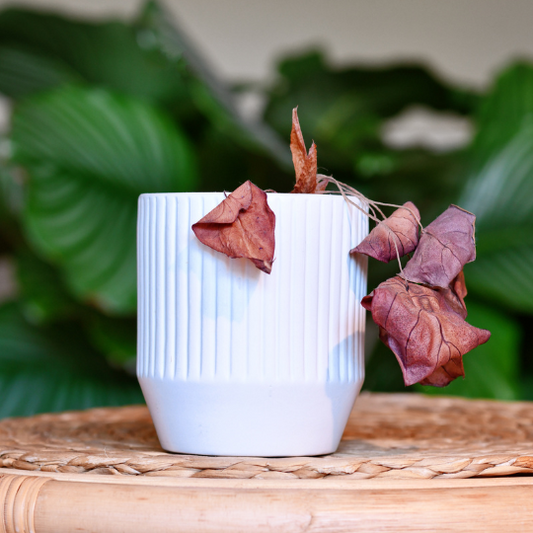 Why Are My Plant's Leaf Tips Brown?