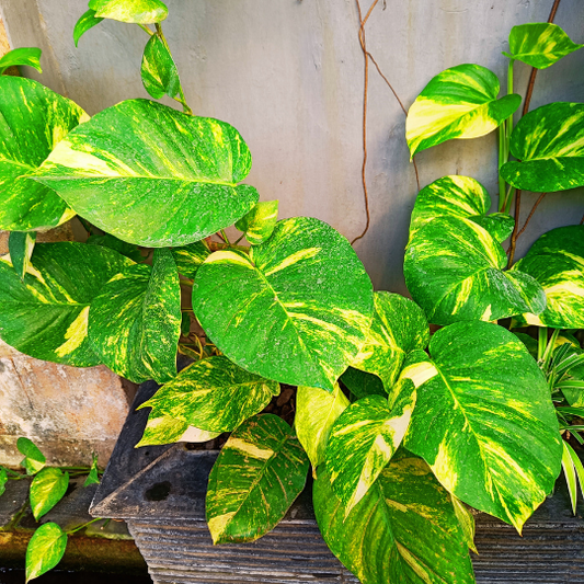 Do Pothos Plants Need Good Drainage Soil or Pot?