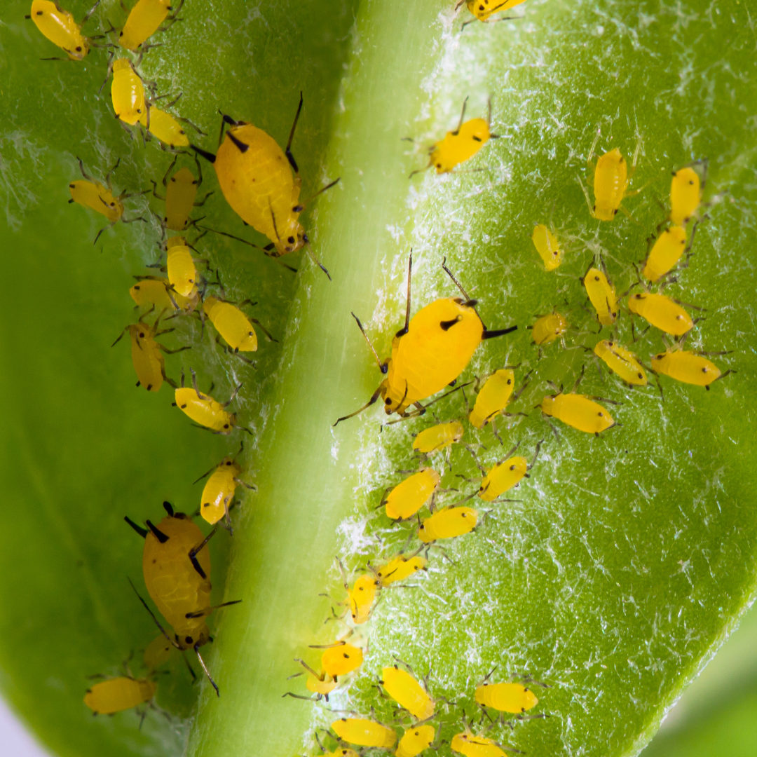 How To Get Rid of Aphids