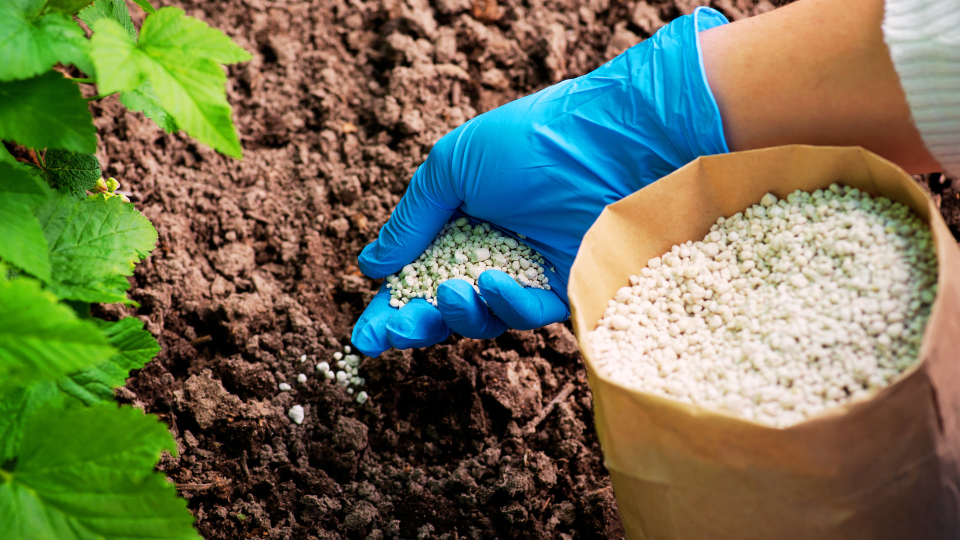 When is The Best Time to Fertilize My Plants?