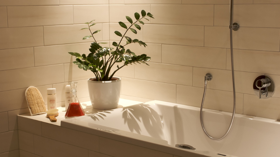 5 Plants for Bathrooms Without Windows