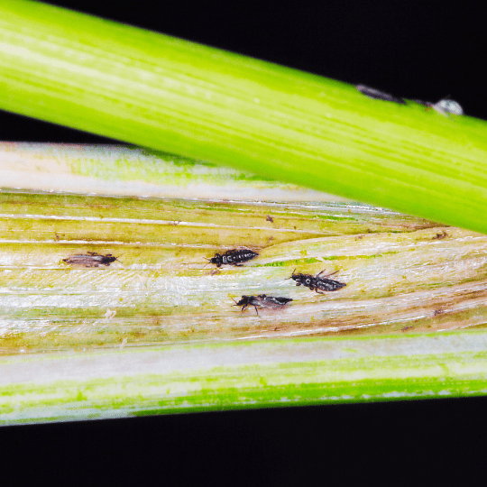 thrips infestation