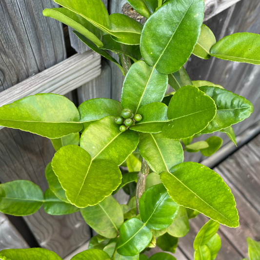 Why Are My Tropical Fruit Tree Leaves Turning Pale Green?