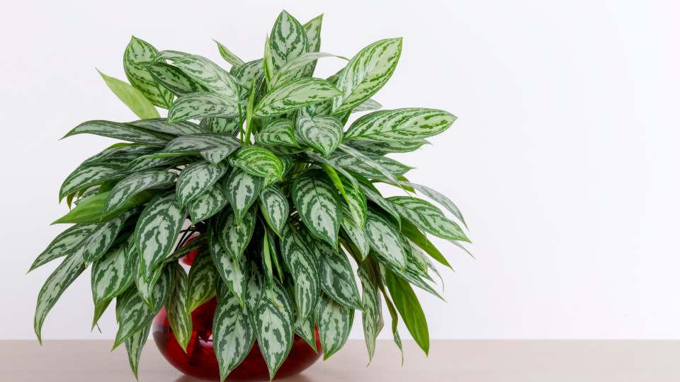 Best Low-Light Indoor Plants for Canadian Homes