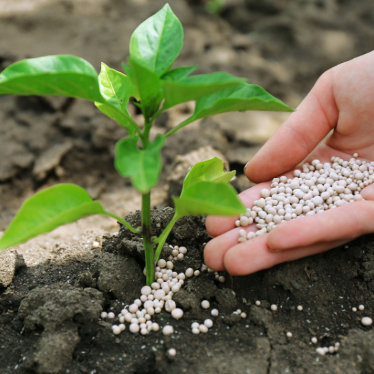 The 5 Best Fertilizers for your Plants