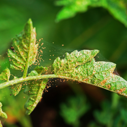 How to Get Rid of Spider Mites