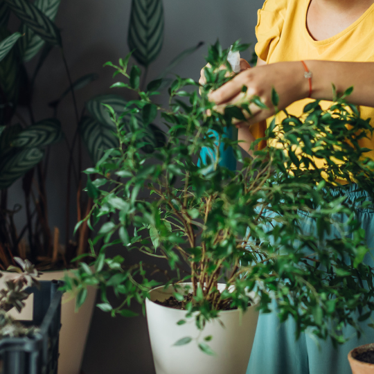 How to Care for Your Plants While You're Away on Vacation