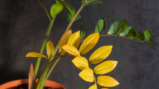 Why Does My Plant Have Yellow Leaves?