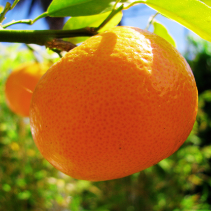 Clementine Plant (Nules)