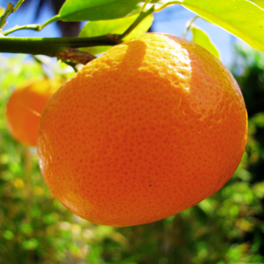 Clementine Plant (Nules)