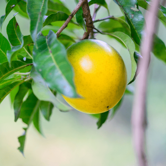 Abiu Plant (Pouteria Caimito)