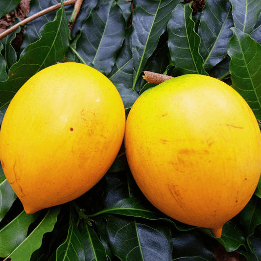 Abiu Plant (Pouteria Caimito)