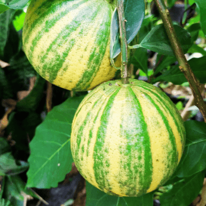 Orange Variegated Plant (Citrus sinensis variegata)