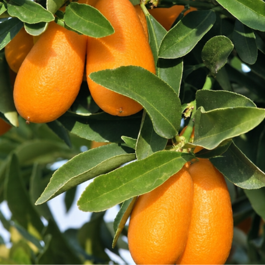 Nordmann Seedless Kumquat (Citrus japonica ‘Nordmann Seedless’)