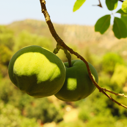 White Sapote Plant (Casimiroa Edulis)