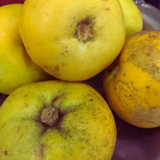 White Sapote Plant (Casimiroa Edulis)