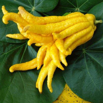 Buddha's Hand (Citrus medica var. sarcodactylis)