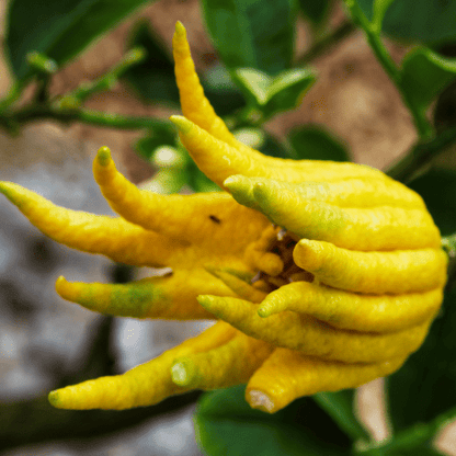 Buddha's Hand (Citrus medica var. sarcodactylis)