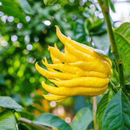 Buddha's Hand (Citrus medica var. sarcodactylis)