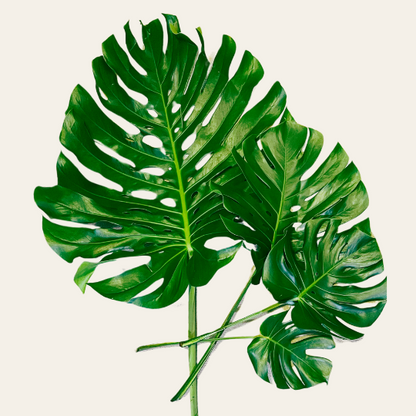 Monstera Deliciosa Leaves