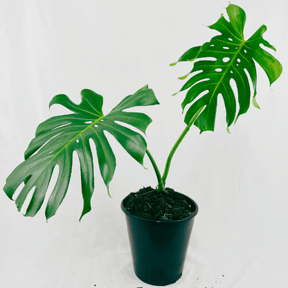 Monstera Deliciosa