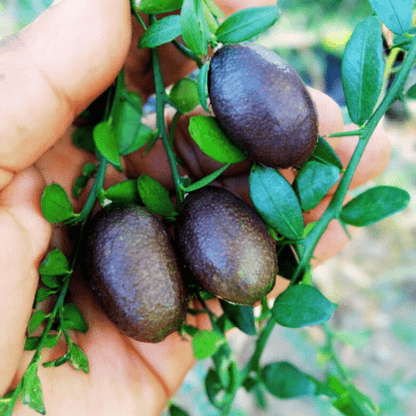 Finger Lime (Citrus Australasica)