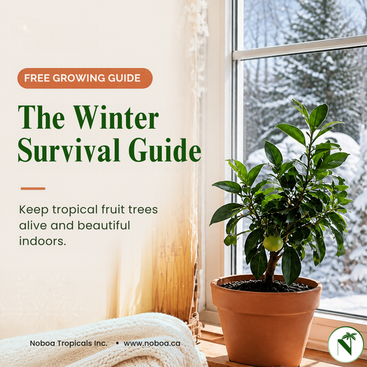 Winter Survival Guide: Keeping Tropical Fruit Plants Alive Indoors (Digital Download)