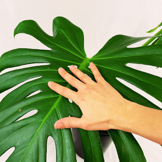 Monstera Deliciosa